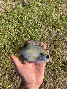 Bluegill