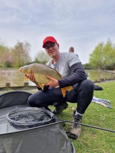 Common Carp