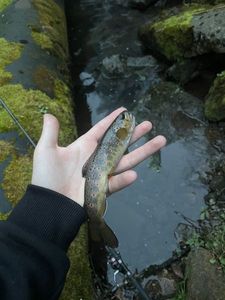 Brown Trout