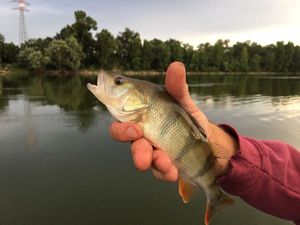 European Perch