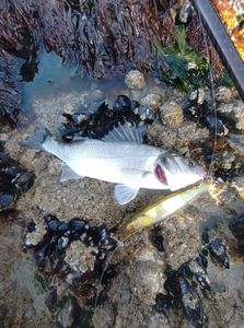 European Bass (Seabass)