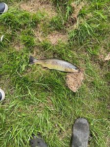 Brown Trout