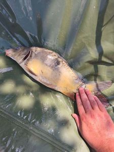 Mirror Carp