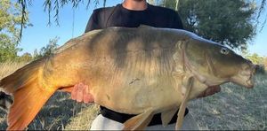 Mirror Carp