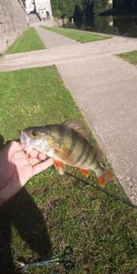 European Perch