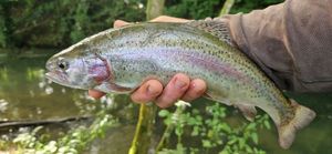 Rainbow Trout