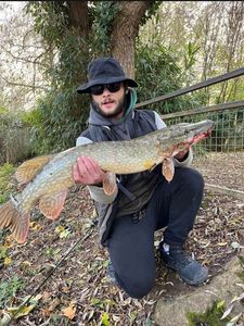 Northern Pike