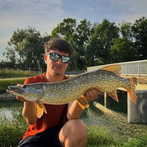 Northern Pike