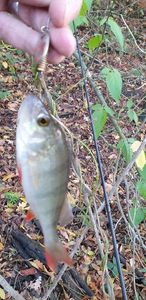 European Perch