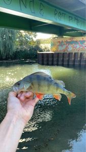 European Perch