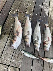 European Bass (Seabass)