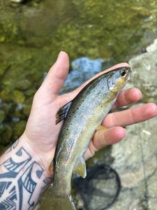 Brown Trout