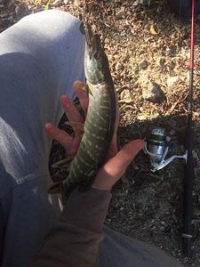 Northern Pike