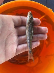 Gudgeon