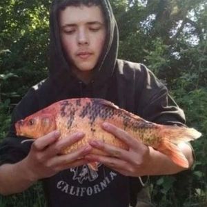 Koï Fish