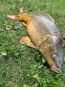 Leather Carp