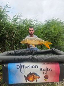 Mirror Carp