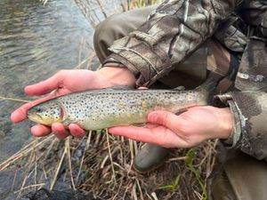 Brown Trout