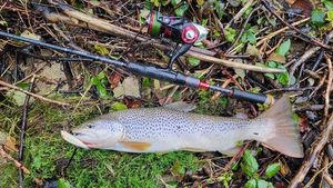 Brown Trout