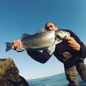 European Bass (Seabass)