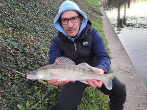 Zander