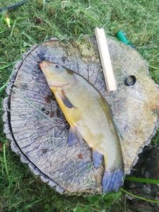 Tench