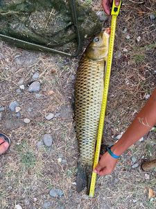 Common Carp