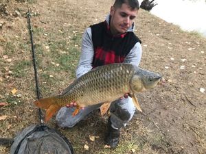 Common Carp