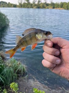 European Perch