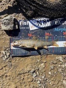 Lake Trout