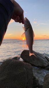 European Bass (Seabass)