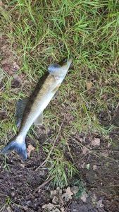 Zander