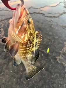 Red Grouper