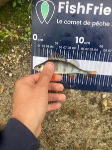 European Perch
