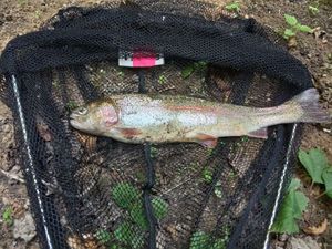 Rainbow Trout