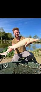 Sturgeon