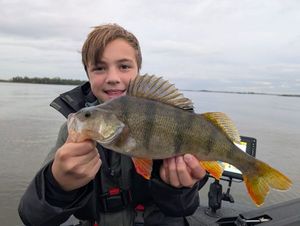 European Perch