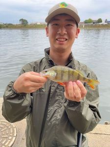 European Perch
