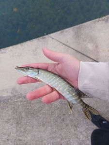 Northern Pike