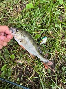 European Perch