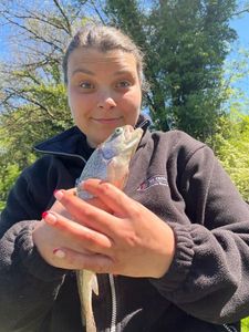 Rainbow Trout
