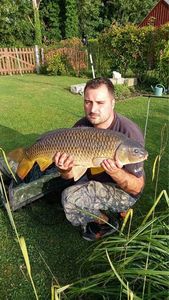 Common Carp