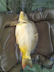 Mirror Carp