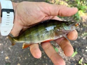 European Perch