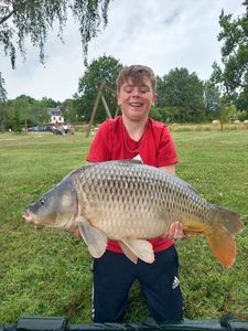 Common Carp