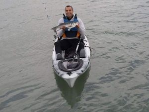 European Bass (Seabass)