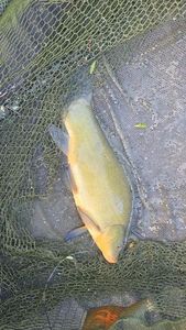 Tench