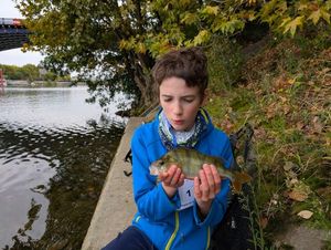 European Perch