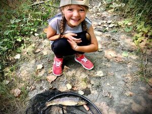 Brown Trout