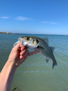 European Bass (Seabass)